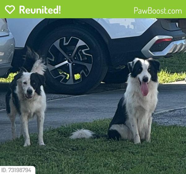 Reunited Unknown Dog last seen SW 105th Ave and SW 68th St, Sunset, FL 33173