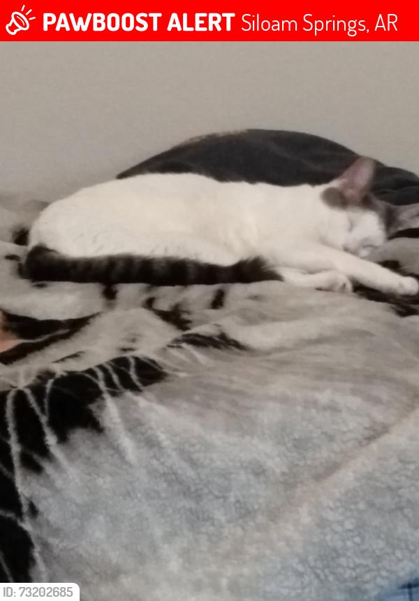 Lost Male Cat last seen W Fitchberg St, N Lexington St, Housing Complex across from First Baptist Church Siloam Springs and Allen Elementary, Siloam Springs, AR 72761