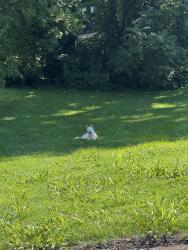 Reunited Unknown Dog last seen Atchley and Yarnell, Knoxville, TN 37920