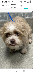 Reunited Female Dog last seen East lake Mead bl at nellis boulevard, Sunrise Manor, NV 89156