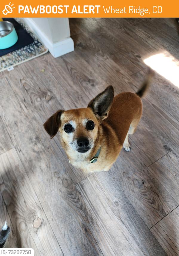 Found/Stray Female Dog last seen Vivian CT and 35th Ave, Wheat Ridge, CO 80033
