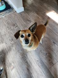 Found/Stray Female Dog last seen Vivian CT and 35th Ave, Wheat Ridge, CO 80033