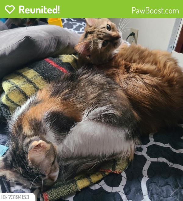 Reunited Female Cat last seen Webster Street, Pawtucket, RI 02861