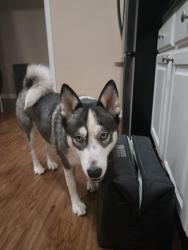 Reunited Female Dog last seen South Flores, San Antonio, TX 78221
