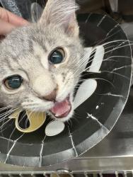 Shelter Stray Male Cat last seen Near block of wells rd, City of Knoxville GP, TN, 3201 Division St, Knoxville, TN 37919, USA