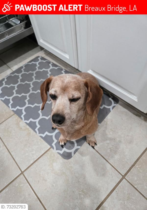 Lost Male Dog last seen Bridge Street, Breaux Bridge, LA 70517
