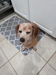 Lost Male Dog last seen Bridge Street, Breaux Bridge, LA 70517
