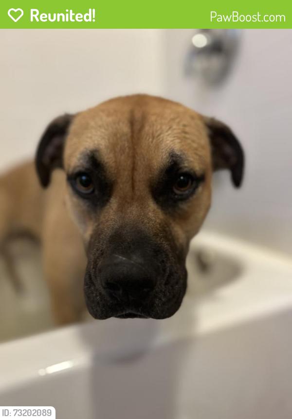 Reunited Male Dog last seen Pacific and grove, Rocklin, CA 95677