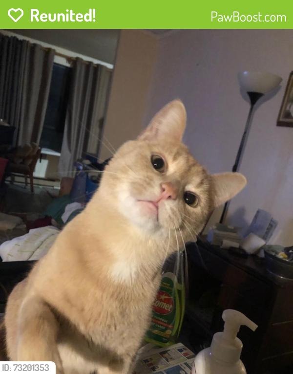 Reunited Male Cat last seen Baseline Rd. W and West Street., London, ON N6J 4W4