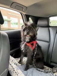 Lost Male Dog last seen 7th and Pearl, Denver, CO 80203