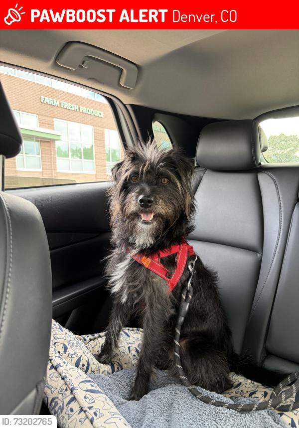 Lost Male Dog last seen 7th and Pearl, Denver, CO 80203