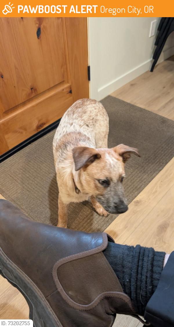 Found/Stray Unknown Dog last seen PLEASANT AND SOMMER ST, Oregon City, OR 97045