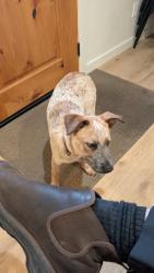 Found/Stray Unknown Dog last seen PLEASANT AND SOMMER ST, Oregon City, OR 97045