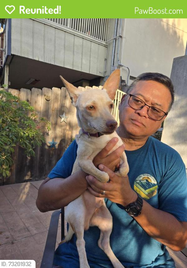 Reunited Male Dog last seen Sombreros on Lake Murray, La Mesa, CA 91942