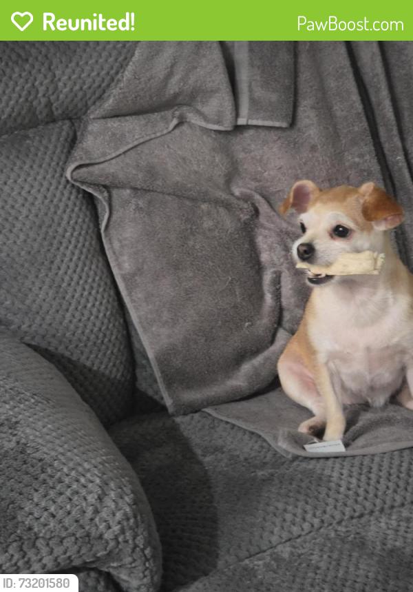 Reunited Female Dog last seen Westpark and Gesner, Houston, TX 77042