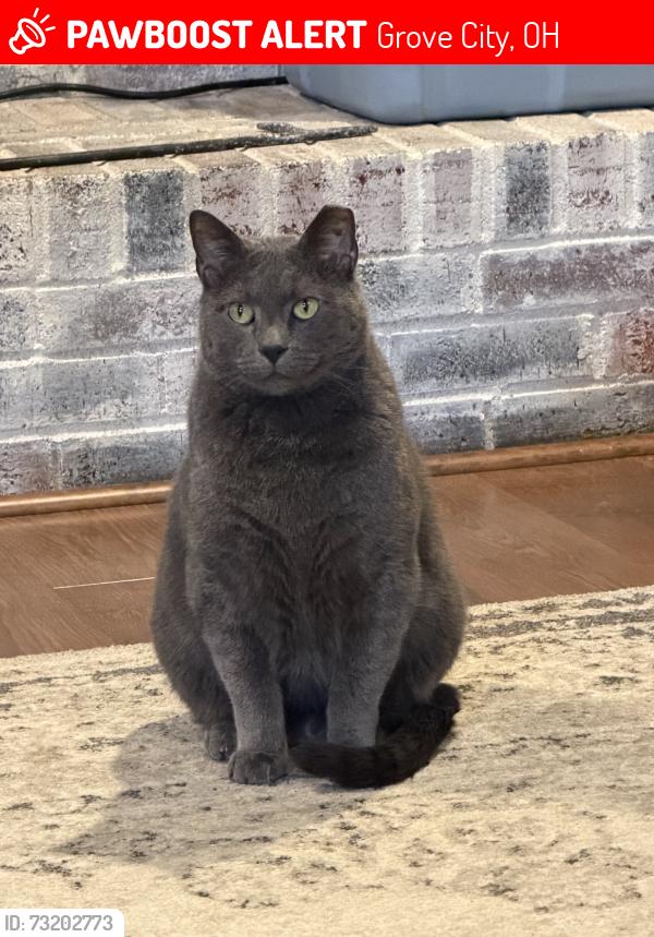 Lost Male Cat last seen Seneca ct and Hawthorne parkway, Grove City, OH 43123