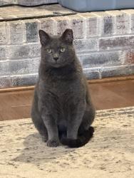 Lost Male Cat last seen Seneca ct and Hawthorne parkway, Grove City, OH 43123