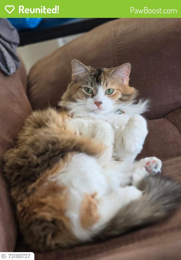 Reunited Female Cat last seen Airport Blvd and Alameda, Aurora, CO 80017