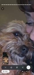 Lost Male Dog last seen Parry fourth and fifth avenue, Denver, CO 80204