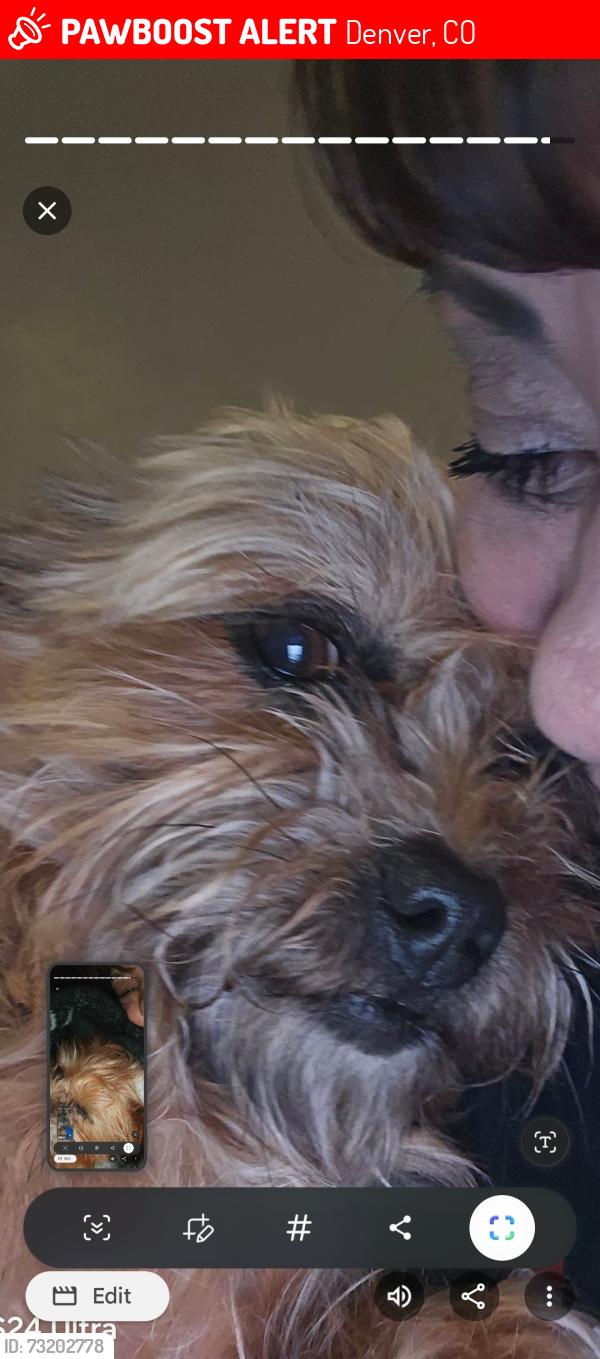 Lost Male Dog last seen Parry fourth and fifth avenue, Denver, CO 80204