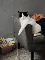 Lost Male Cat last seen Wild fish and chicken, east 7th st or cypress st, Saint Paul, MN 55106