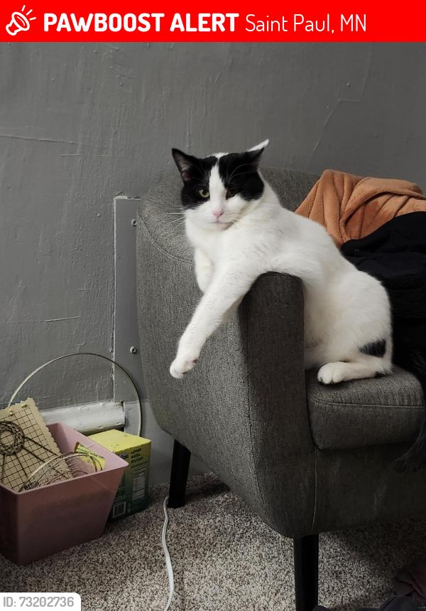 Lost Male Cat last seen Wild fish and chicken, east 7th st or cypress st, Saint Paul, MN 55106