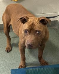 Shelter Stray Male Dog last seen Brillhart Station Drive, South Chesterfield, VA, 23803, 9300 Public Works Rd, Chesterfield, VA 23832, USA