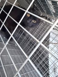 Shelter Stray Unknown Cat last seen Near Cranberry Court, VIRGINIA BEACH, VA, 23456, 341 S Birdneck Rd, Virginia Beach, VA 23451, USA