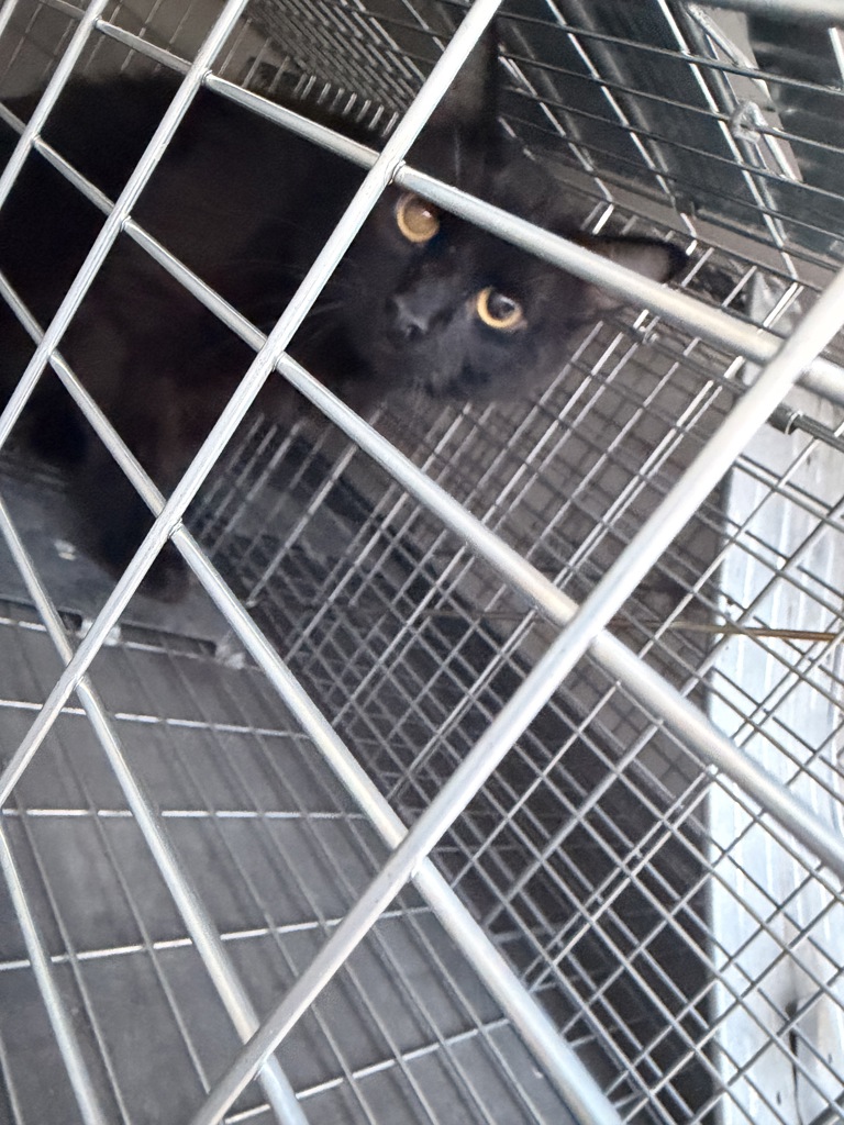 Shelter Stray Unknown Cat last seen Near Cranberry Court, VIRGINIA BEACH, VA, 23456, 341 S Birdneck Rd, Virginia Beach, VA 23451, USA