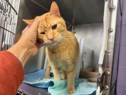 Shelter Stray Male Cat last seen Apt 1d,740 kelly Street, BRONX, NY, 10459, 326 E 110th St, New York, NY 10029, USA