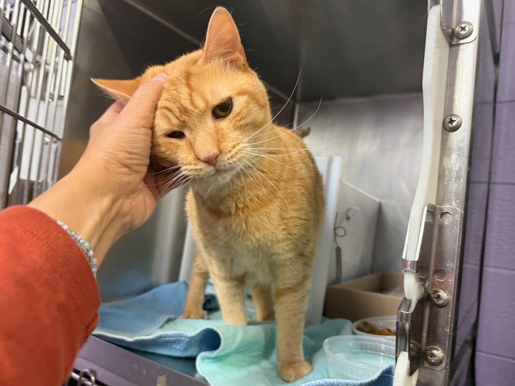 Shelter Stray Male Cat last seen Apt 1d,740 kelly Street, BRONX, NY, 10459, 326 E 110th St, New York, NY 10029, USA