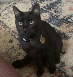 Lost Male Cat last seen veterans park, Tracy, CA 95376