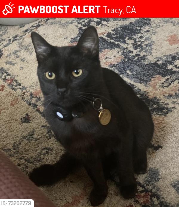 Lost Male Cat last seen veterans park, Tracy, CA 95376