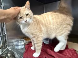 Shelter Stray Male Cat last seen Near Grand Concourse, BRONX, NY, 10451, 326 E 110th St, New York, NY 10029, USA