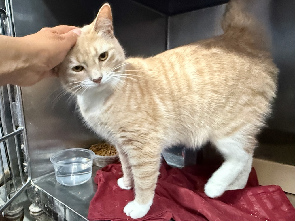 Shelter Stray Male Cat last seen Near Grand Concourse, BRONX, NY, 10451, 326 E 110th St, New York, NY 10029, USA