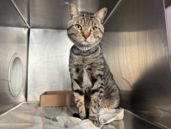 Shelter Stray Male Cat last seen belonged to store located at 405 Central Park West ground floor, NEW YORK, NY, 10025, 326 E 110th St, New York, NY 10029, USA