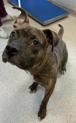 Shelter Stray Male Dog last seen Near W Central Park, NEW YORK, NY, 10025, 326 E 110th St, New York, NY 10029, USA