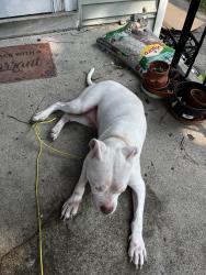 Found/Stray Female Dog last seen Palmer Park, Detroit, MI 48203