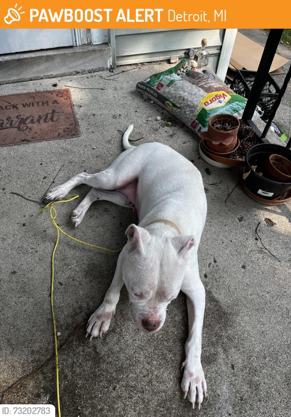 Found/Stray Female Dog last seen Palmer Park, Detroit, MI 48203