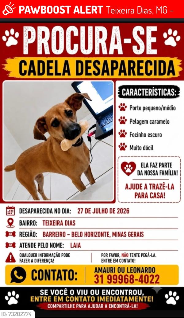 Lost Female Dog last seen teixeira Dias, Teixeira Dias, MG 30642-300