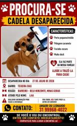 Lost Female Dog last seen teixeira Dias, Teixeira Dias, MG 30642-300