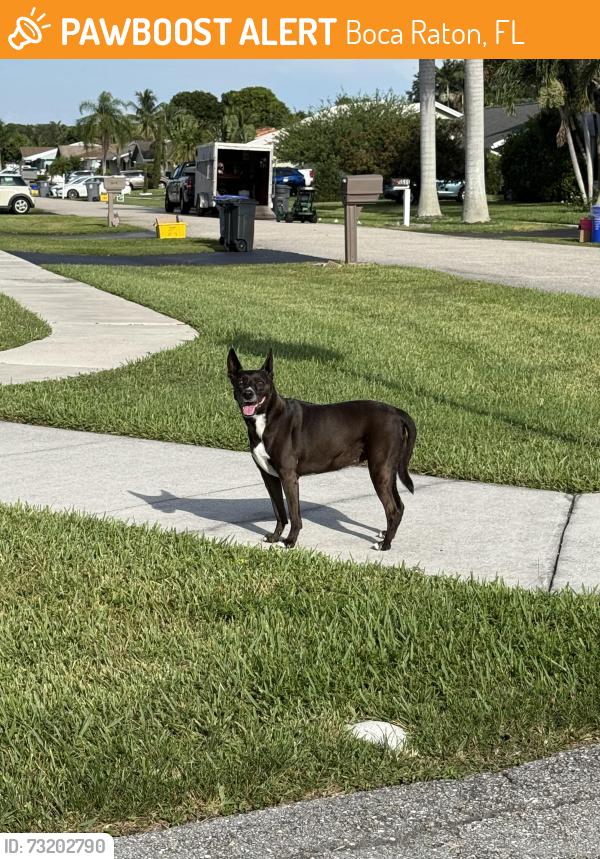 Found/Stray Unknown Dog last seen Richmond circle in Southwind Lakes, Boca Raton, FL 33486