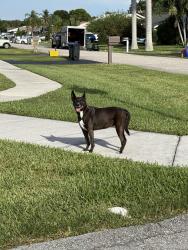 Found/Stray Unknown Dog last seen Richmond circle in Southwind Lakes, Boca Raton, FL 33486