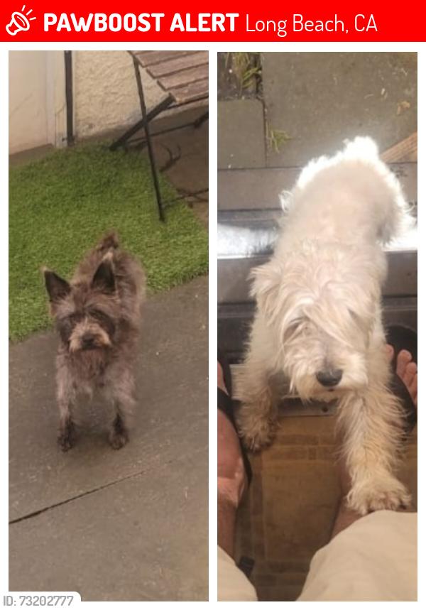 Lost Male Dog last seen Orange av 6541 con artesia. 90805, Long Beach, CA 90805