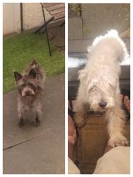Lost Male Dog last seen Orange av 6541 con artesia. 90805, Long Beach, CA 90805