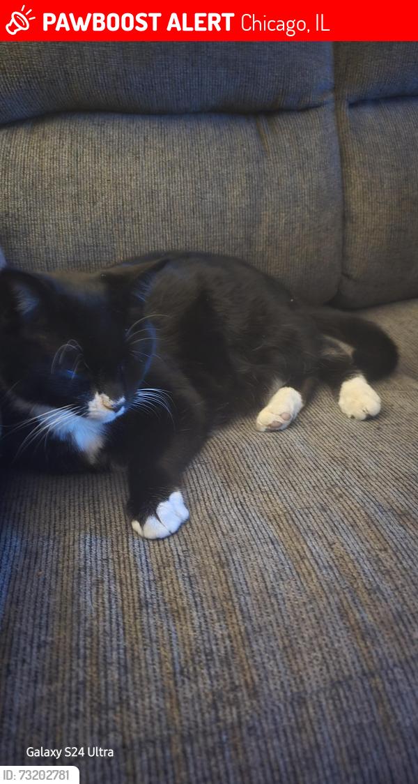 Lost Female Cat last seen Pulaski and Crystal st, Chicago, IL 60651