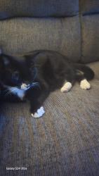 Lost Female Cat last seen Pulaski and Crystal st, Chicago, IL 60651