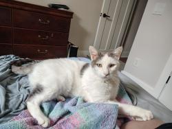Reunited Male Cat last seen Carroll Rd, Fort Wayne, IN, Fort Wayne, IN 46818