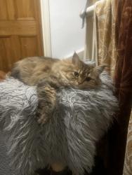 Reunited Female Cat last seen Tooting Broadway, Greater London, England SW17 0EN