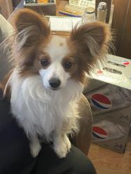 Lost Male Dog last seen Kempsriver shopping center, Virginia Beach, VA 23464